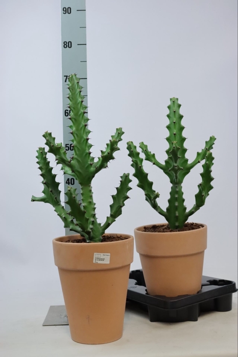 <h4>Euphorbia overig</h4>