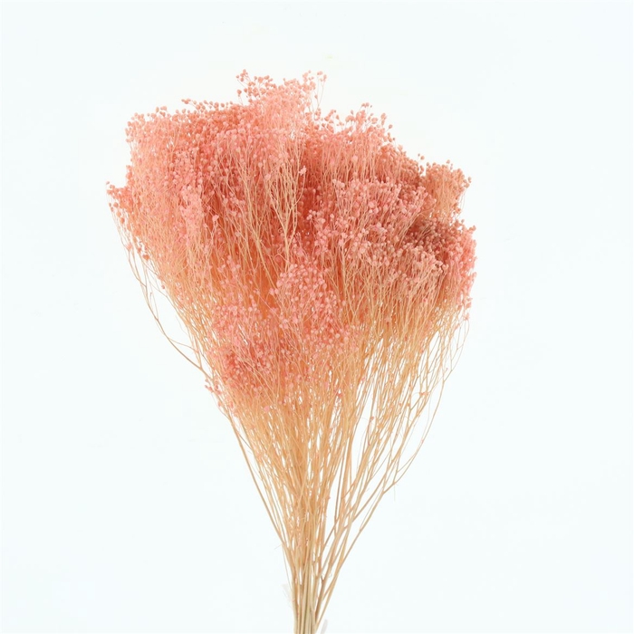 Dried Broom Bloom Coral Apricot