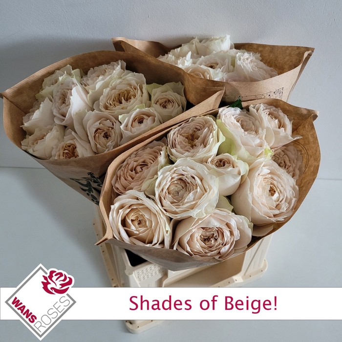 <h4>Rs gr Shade of Beige!</h4>