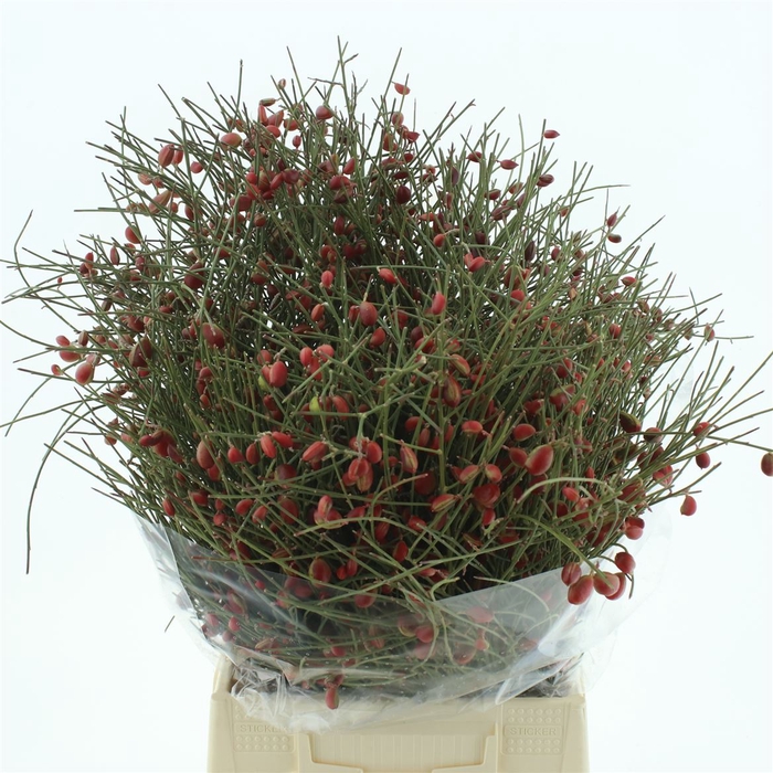 <h4>Genista Berries Red 400gr</h4>