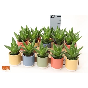 Aloe Perfoliata (Cites) 7Ø 11cm