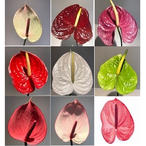 Anthurium Mix Small P/Color Wh/Pink/Red/Pu/Br/Gr