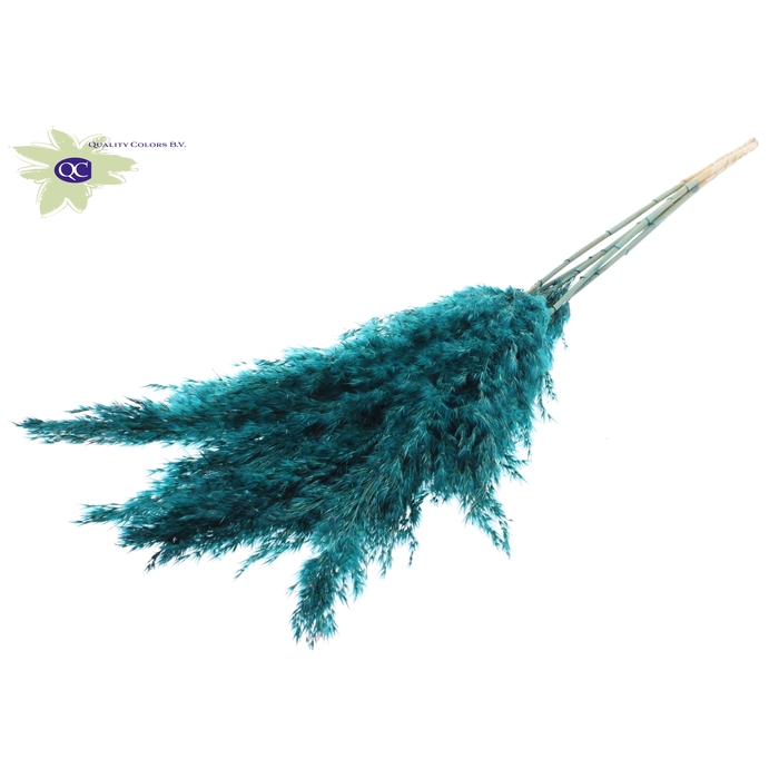 <h4>Pampas Grass 100cm 5stems per bunch Turquoise</h4>