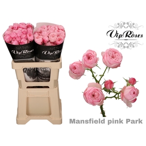 Rosa sp mansfield pink park