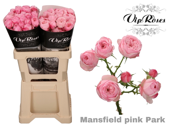 Rosa sp mansfield pink park