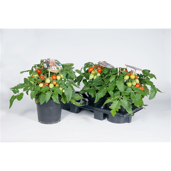 <h4>Farmzy® Summer Queen, tomato plant</h4>