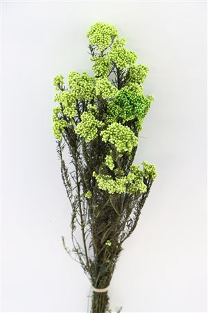 <h4>Pres Rice Flowers L. Green Bunch</h4>