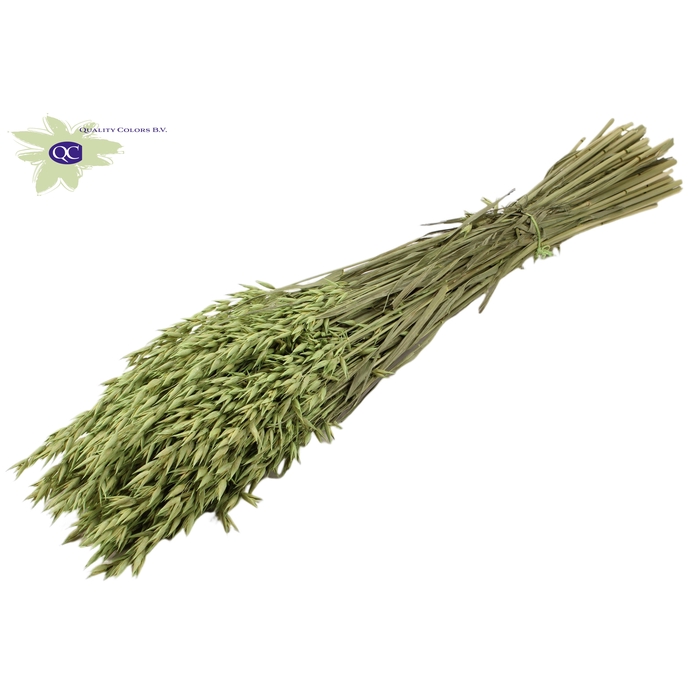<h4>Avena per bunch Frosted Mint Green</h4>