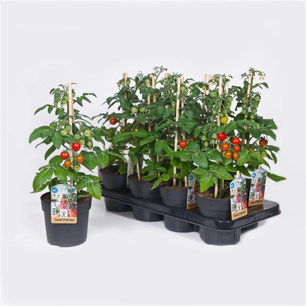 <h4>Farmzy® Sweet Princess, tomato plant</h4>