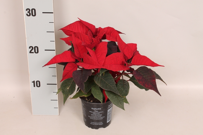 Poinsettia 10,5 cm Christmas Feelings® Merlot (Donker Rood)