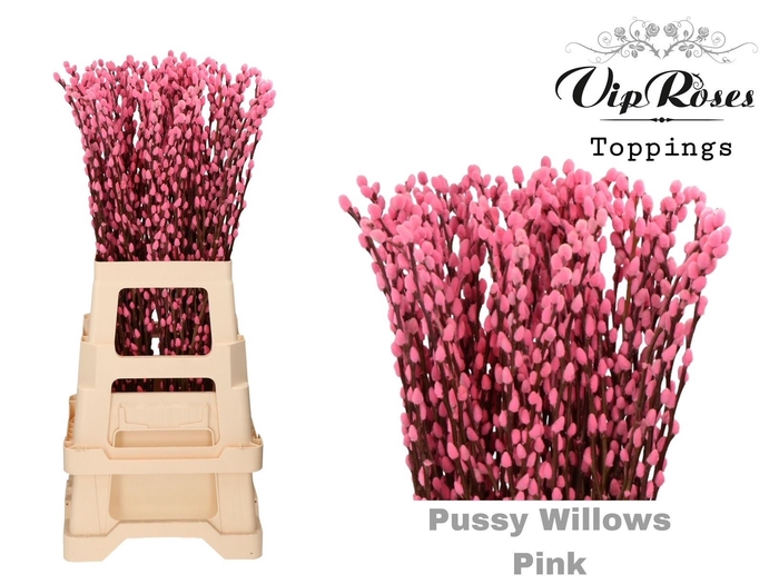 <h4>Salix Pnt Pussy Willow Pink</h4>