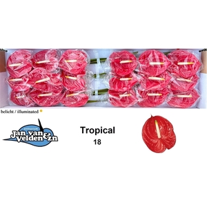 Tropical 18