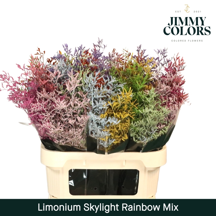 <h4>Limonium Skylight L70 Rainbow</h4>