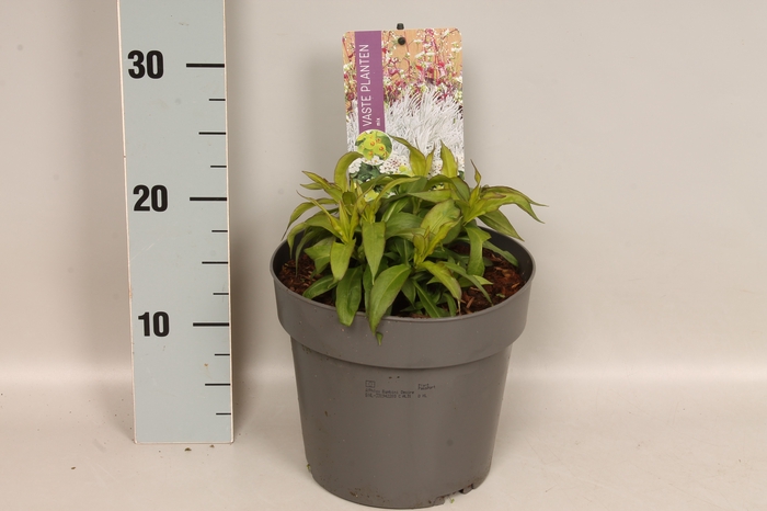 vaste planten 19 cm  Phlox Bambini Desire