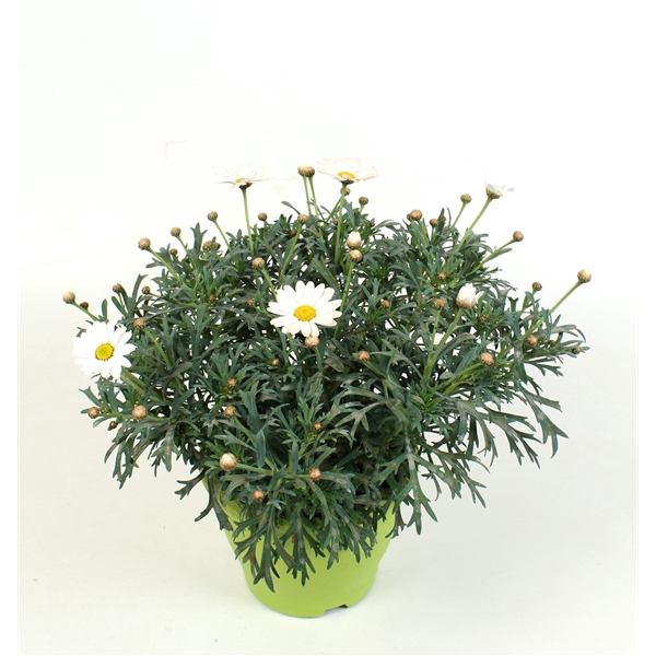 <h4>Argyranthemum frutescens overig</h4>
