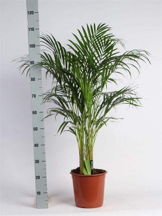 <h4>Dypsis Lutescens (Areca) P24 A2</h4>