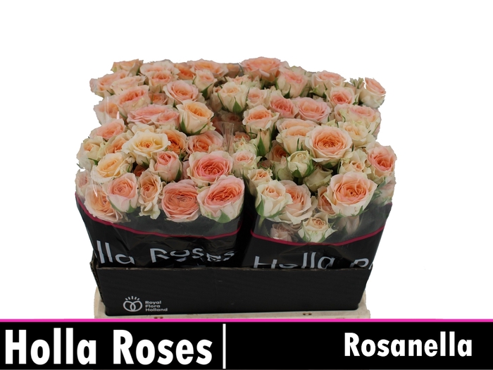 <h4>Rosa sp rosanella</h4>
