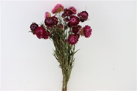 <h4>Dried Helichrysum Dark Pink Bunch</h4>