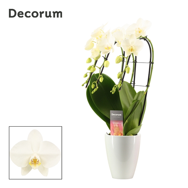 Phalaenopsis triple cascade wit in Carly wit (Deco-collection)