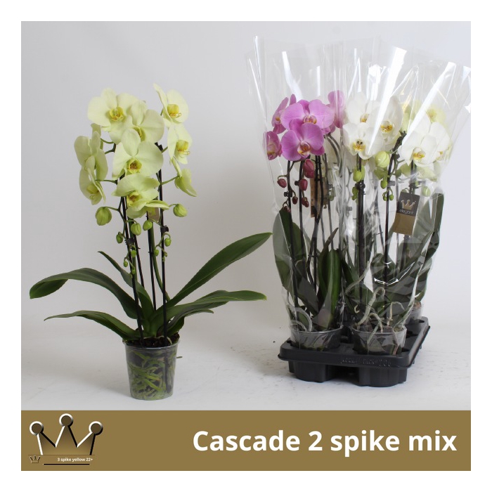 <h4>Phalaenopsis Elegans Cascade 12Ø 60cm 2st 16fl</h4>