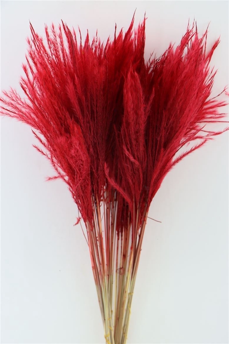 <h4>Dried Stipa Feather Red P. Stem</h4>