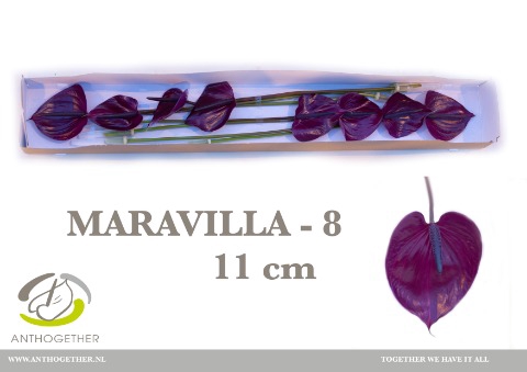 <h4>ANTH A MARAVILLA 8 small pack</h4>