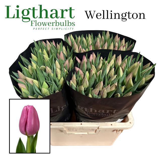 <h4>Tulipa si wellington</h4>