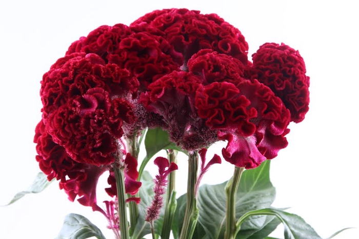 <h4>Celosia Red Act Dara</h4>
