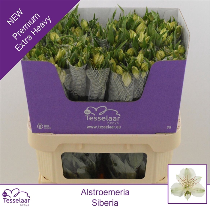<h4>Alstroemeria siberia</h4>