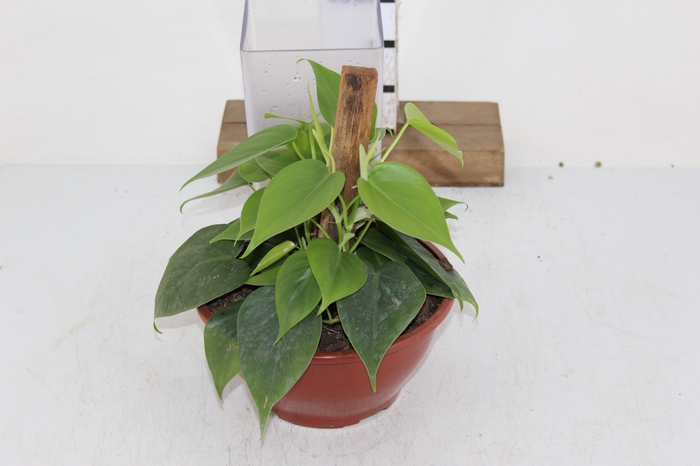 PHILODENDRON SCANDENS C21