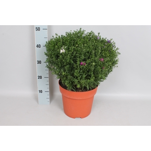 vaste planten 24 cm Aster Trio