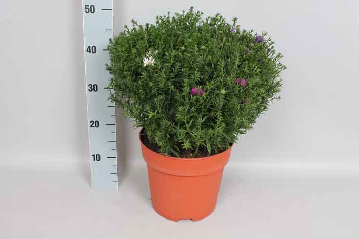 vaste planten 24 cm Aster Trio