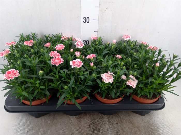 <h4>Dianthus  'Oscar White And Red'</h4>