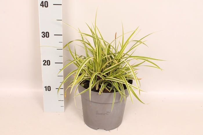 vaste planten 19 cm  Carex morrowii Goldband