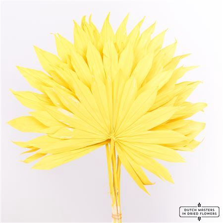 <h4>Dried Palm Sun 6pc Yellow Bunch</h4>