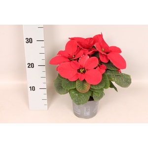 Poinsettia 13 cm Mouse Red