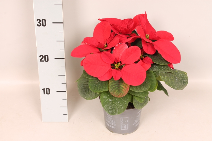 Poinsettia 13 cm Mouse Red