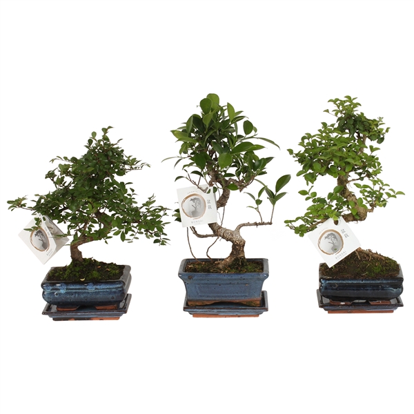 <h4>Bonsai Mixed in ø15cm Ceramic S-Shape with Saucer</h4>