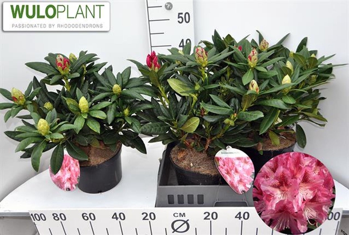 <h4>Rhododendron (Cau. Cosmopolitan</h4>