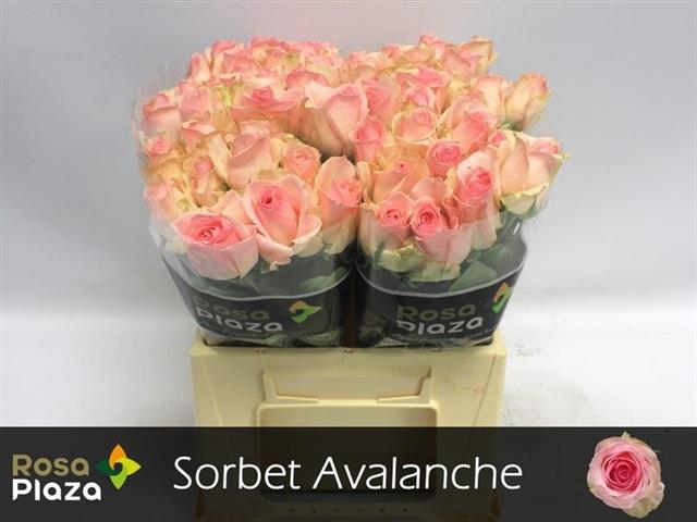 <h4>Rosa la sorbet avalanche+</h4>