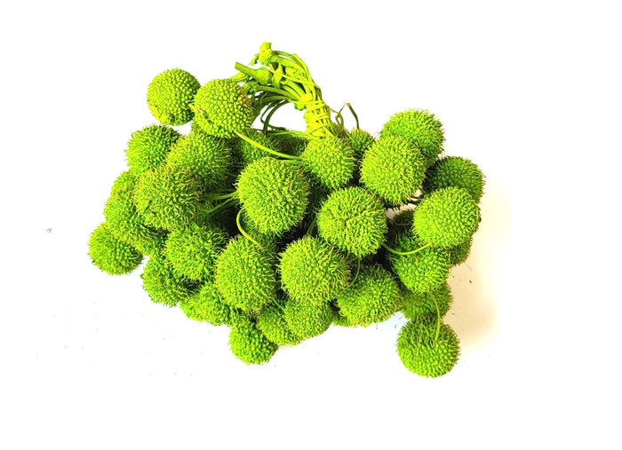 <h4>Small ball per bunch in poly light green</h4>