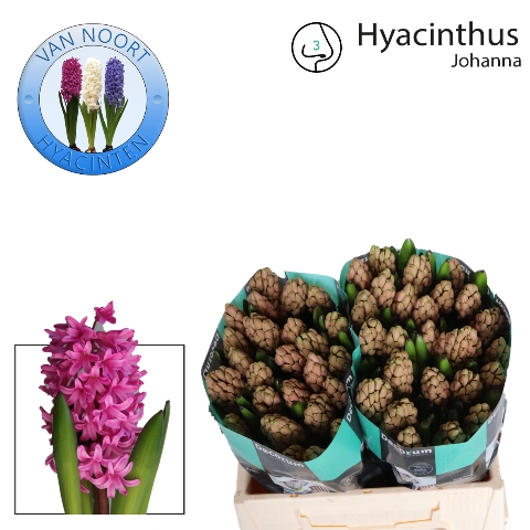 <h4>Hyacinthus johanna</h4>
