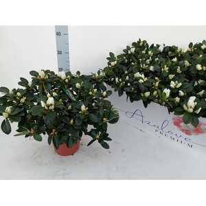 Rhododendron simsii 14Ø 28cm 32Ø