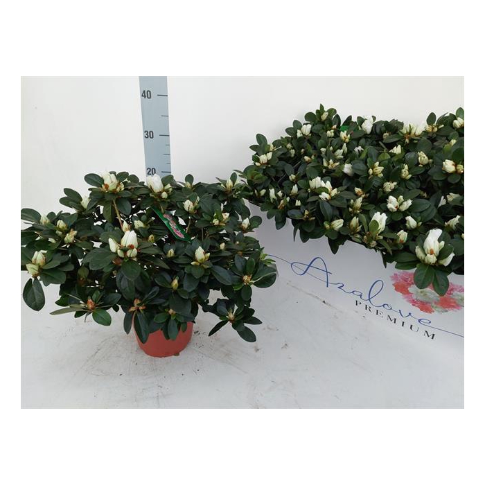 <h4>Rhododendron simsii 14Ø 28cm 32Ø</h4>