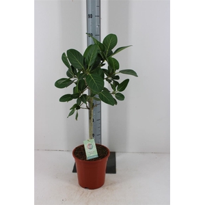 Ficus Benghalensis 'petite Audrey'