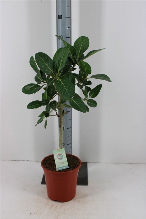 <h4>Ficus Benghalensis 'petite Audrey'</h4>