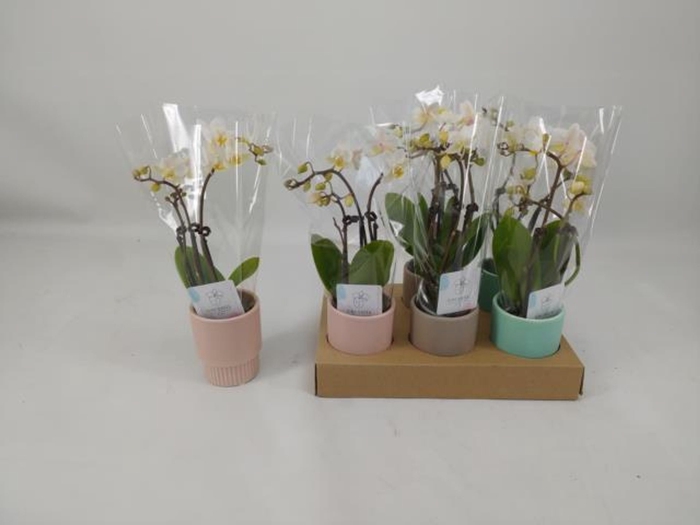 <h4>Phalaenopsis mini</h4>