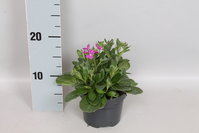 vaste planten 12 cm Arabis blepharophylla