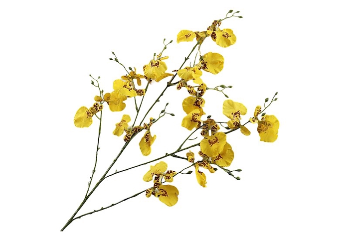<h4>Orchid Oncidium Yellow</h4>
