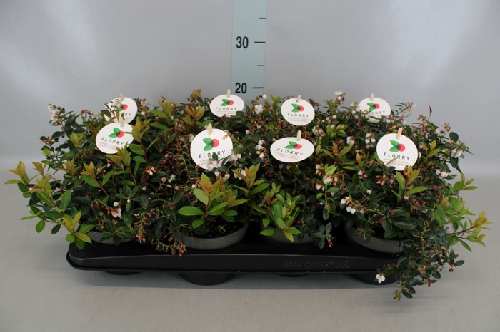 <h4>Gaultheria  'Florry'</h4>